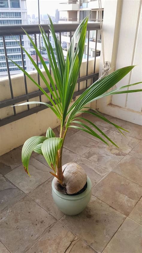 做愛姿 椰子盆栽